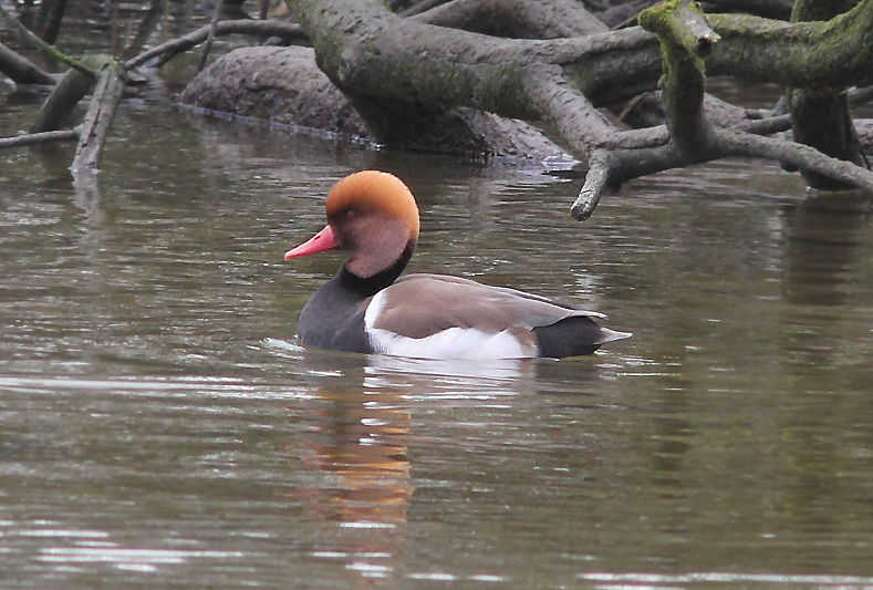 J01_4992 Red-crested Pochard.JPG